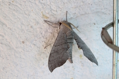 Polyptychus coryndoni