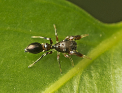 Damoetas