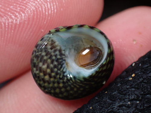 Pennant's topshell