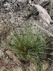 Schoenus calostachyus