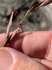 Schoenus calostachyus