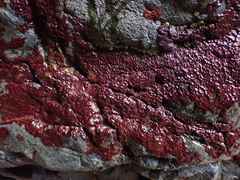 Rhodochorton purpureum
