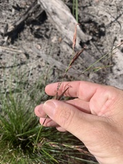 Schoenus calostachyus