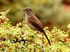 Cercotrichas coryphoeus cinerea