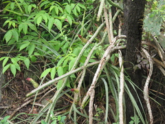 Selenicereus spinulosus