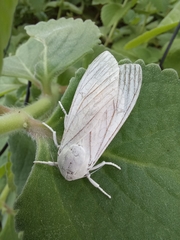 Hypercompe trinitatis