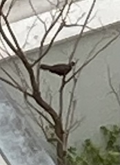 Turdus rufiventris