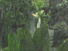 Phenakospermum guyannense