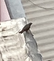 Turdus rufiventris