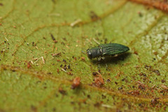 Nascioides