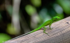 Anolis chloris