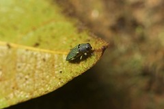 Nascioides