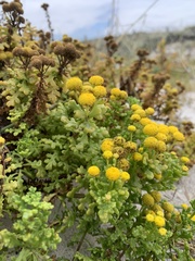 Oncosiphon sabulosus