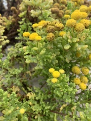 Oncosiphon sabulosus