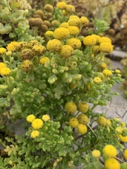 Oncosiphon sabulosus