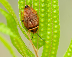 Ellipsidion reticulatum
