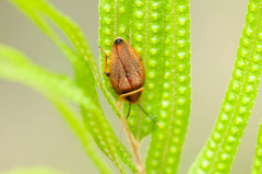 Ellipsidion reticulatum