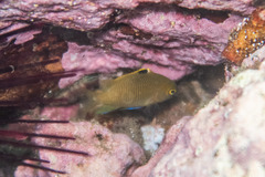 Plectroglyphidodon apicalis