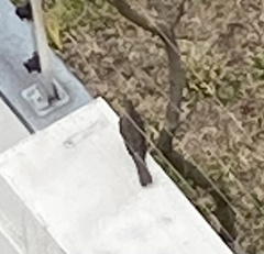 Turdus rufiventris
