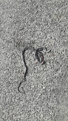 Dolichophis jugularis