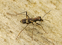 Distipsidera
