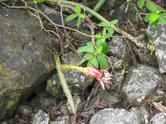 Selenicereus spinulosus