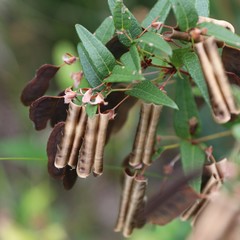 Platylobium parviflorum