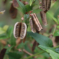 Platylobium parviflorum