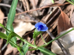 Commelina lanceolata