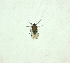 Avephora