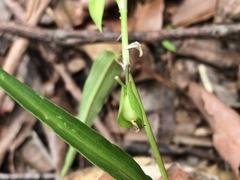 Commelina lanceolata
