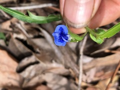 Commelina lanceolata