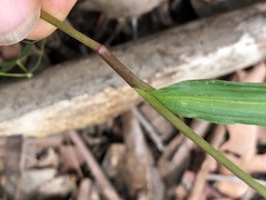 Commelina lanceolata