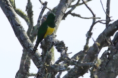 Chrysococcyx cupreus