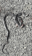 Dolichophis jugularis