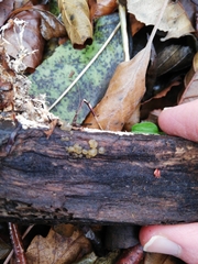 Dacrymyces minor