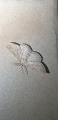 Syneora lithina