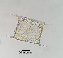 Trieres chinensis