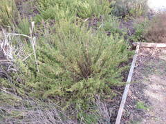 Limbarda crithmoides longifolia