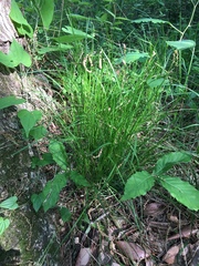 Carex lanceolata