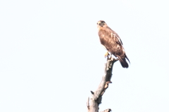 Buteo trizonatus