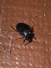 Agyrtidae