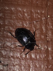Agyrtidae