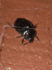 Agyrtidae