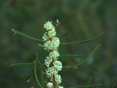 Hakea florulenta