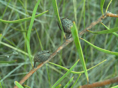 Hakea florulenta