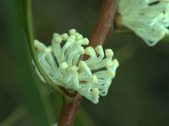 Hakea florulenta