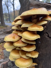 Pholiota adiposa
