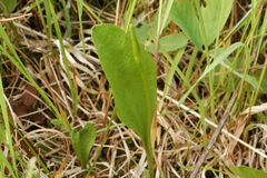 Ophioglossum pusillum