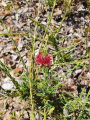 Melaleuca purpurea